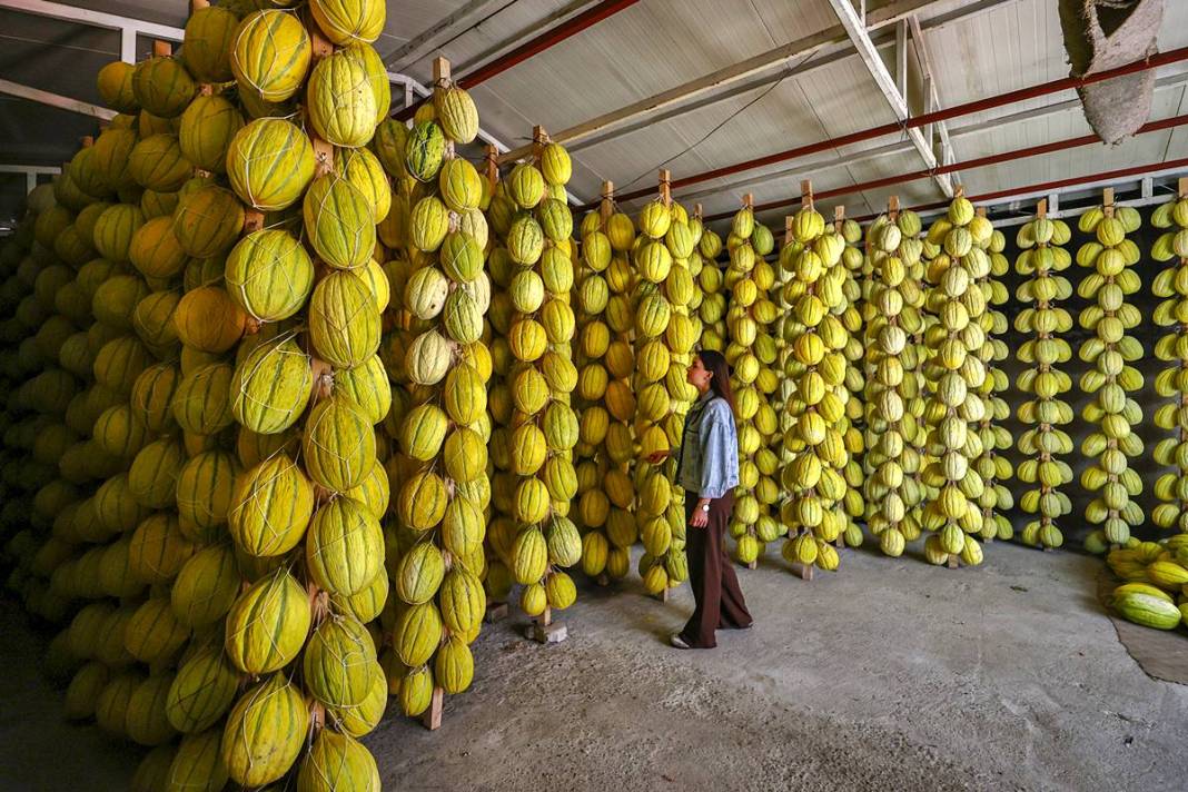 AB onaylı lezzet! Kırkağaç kavunu, kış aylarında da tezgahlarda 4